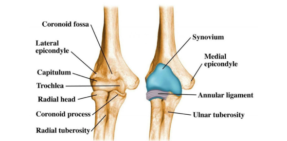 Condyle Vs Epicondyle Elbow - Elbow Anatomy The Elbow Joint Is A Hinge
